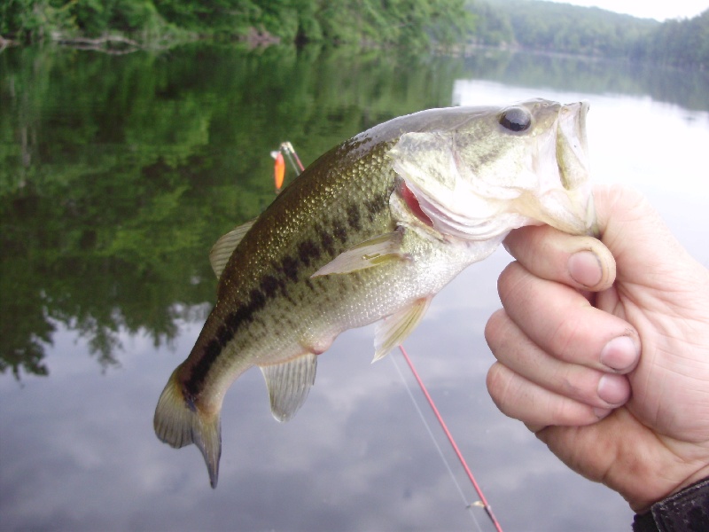 Son's first fish.