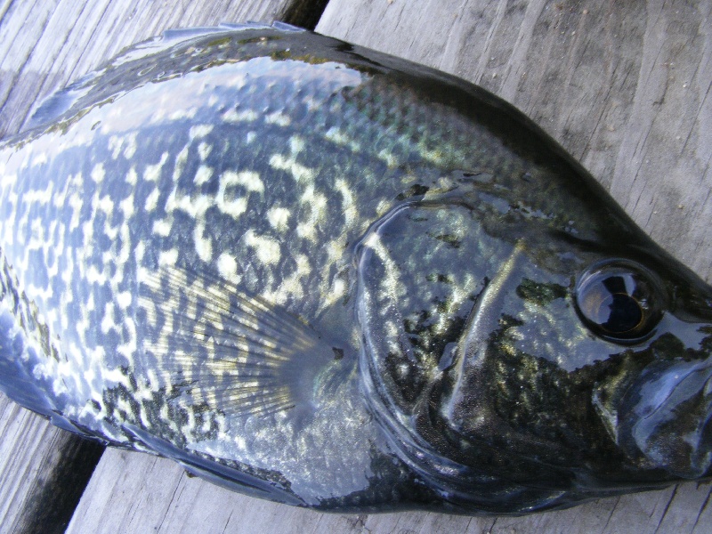 Black Crappie ?