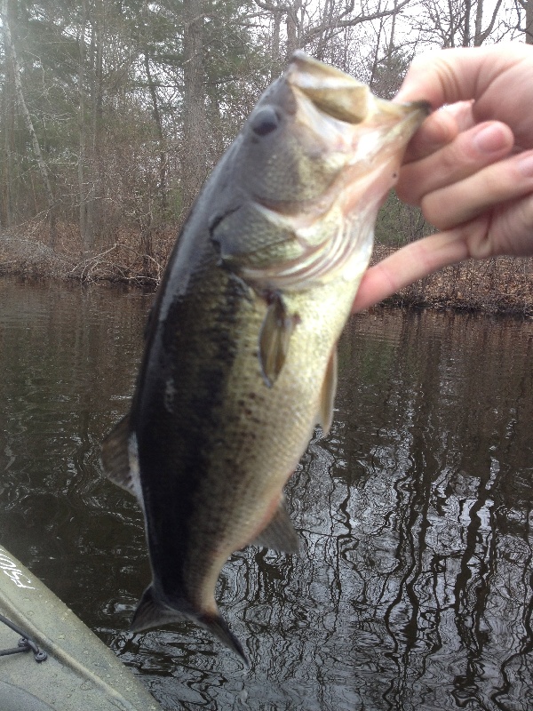 Largemouth Bass