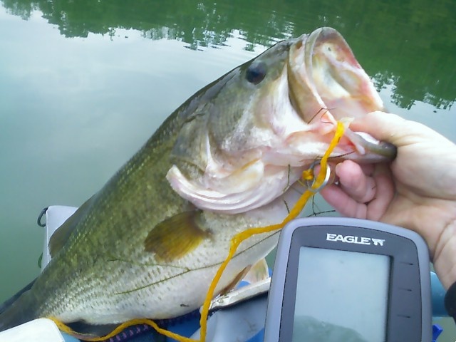 Shenandoah Lunker