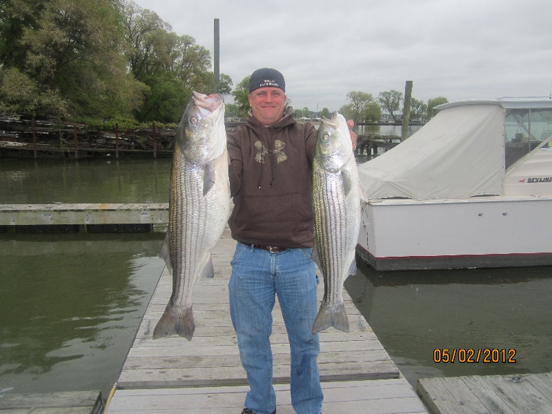 stripers